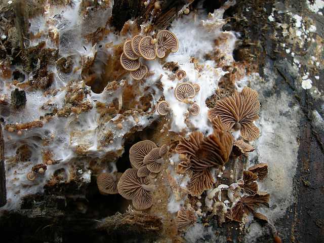 Melanotus horizontalis   (Bull.)    P.D. Orton
